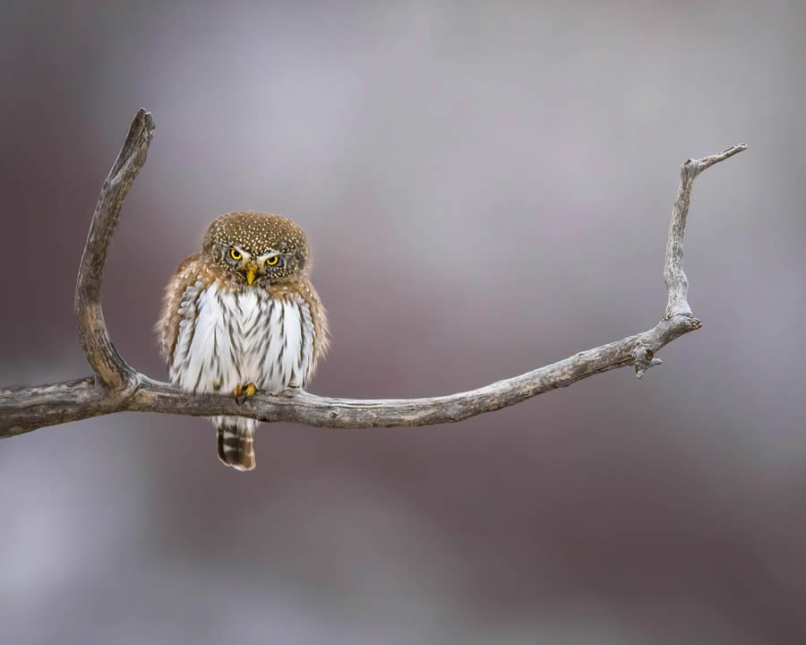 Beautiful Owl Birds Photography By Theodore Emery