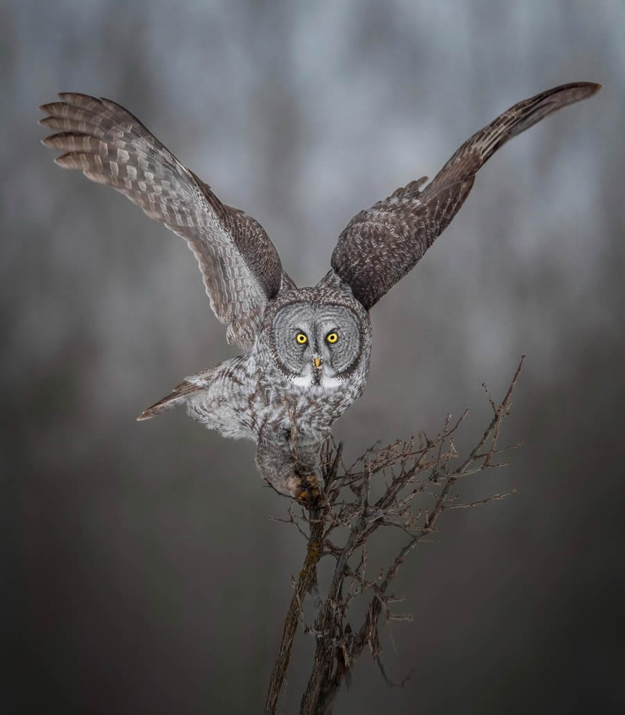 Beautiful Owl Birds Photography By Theodore Emery