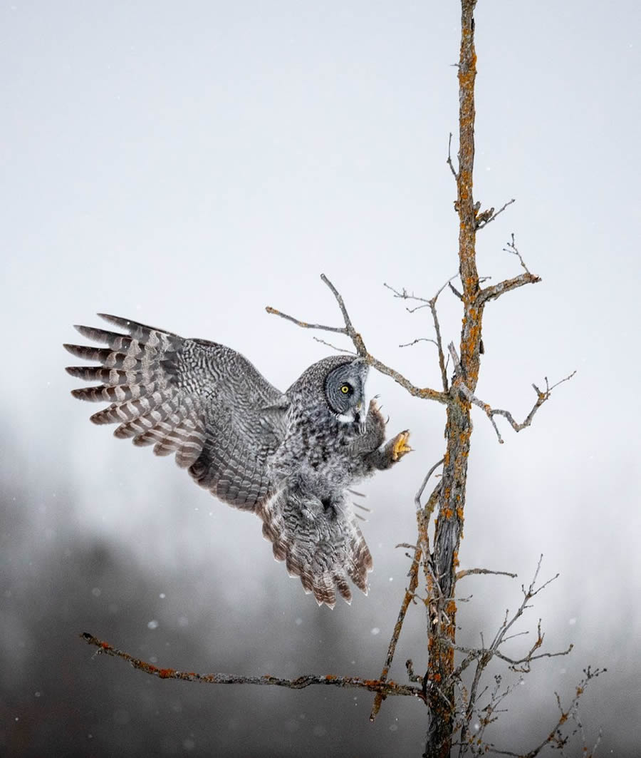 Beautiful Owl Birds Photography By Theodore Emery