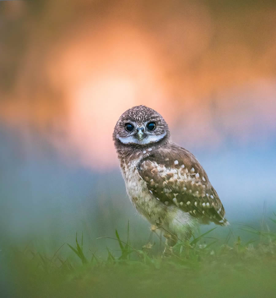 Beautiful Owl Birds Photography By Theodore Emery