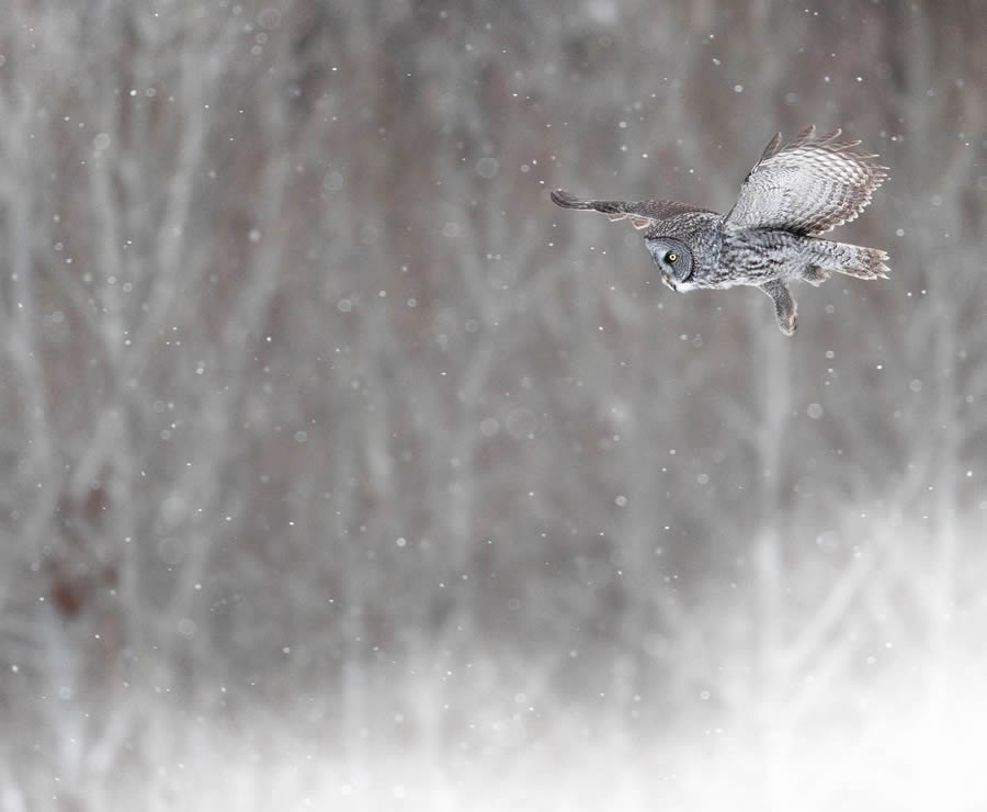 Beautiful Owl Birds Photography By Theodore Emery