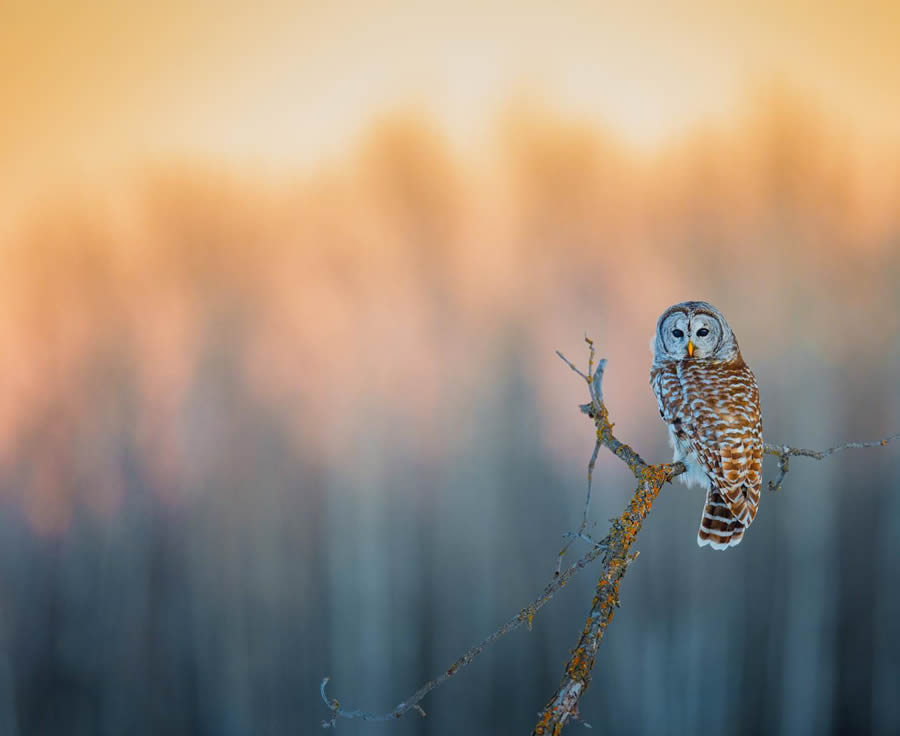 Beautiful Owl Birds Photography By Theodore Emery