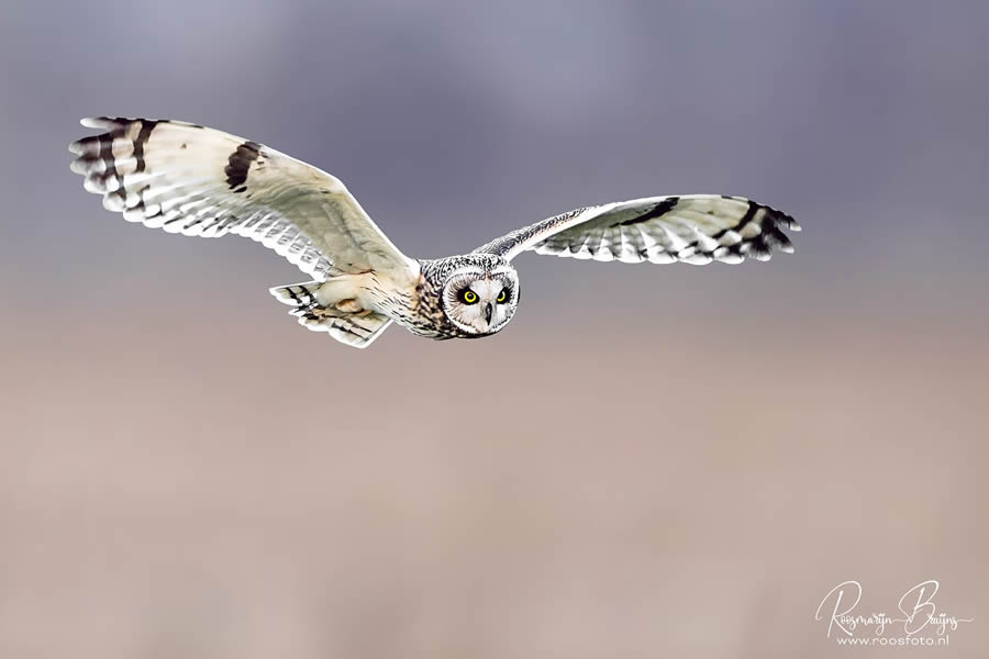 Beautiful Bird Photography By Roosmarijn Bruijns