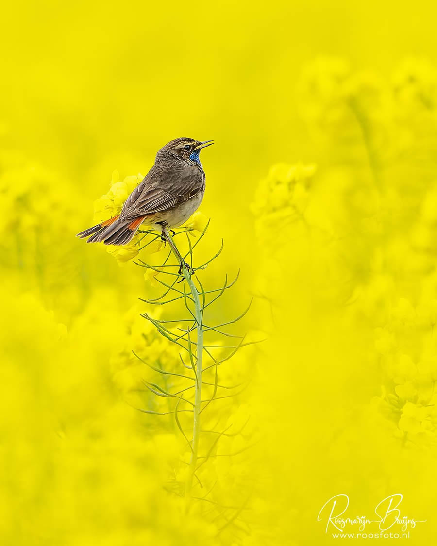 Beautiful Bird Photography By Roosmarijn Bruijns