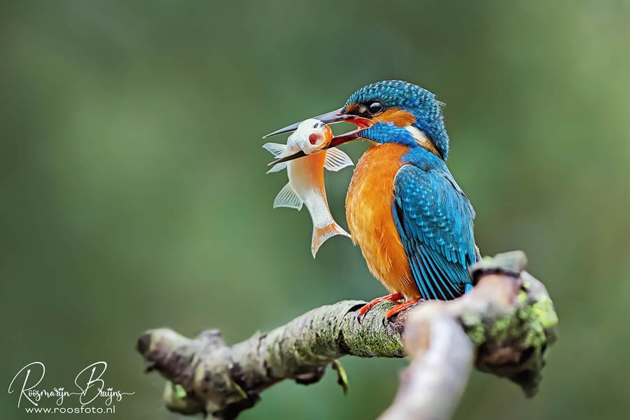 Beautiful Bird Photography By Roosmarijn Bruijns