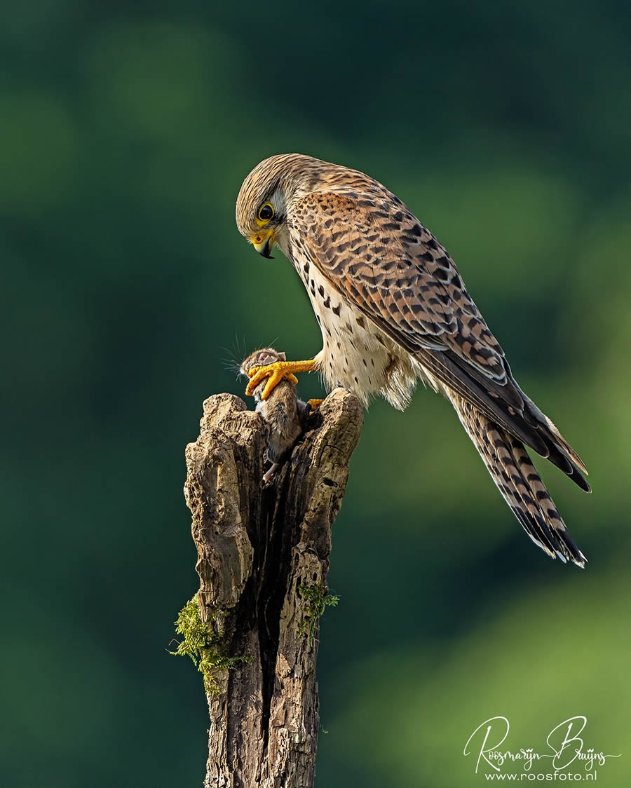 Beautiful Bird Photography By Roosmarijn Bruijns