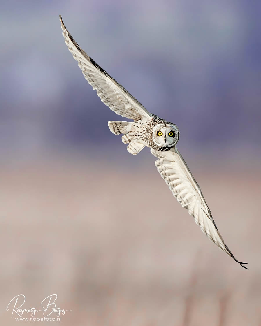 Beautiful Bird Photography By Roosmarijn Bruijns