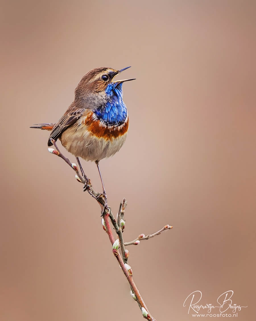 Beautiful Bird Photography By Roosmarijn Bruijns