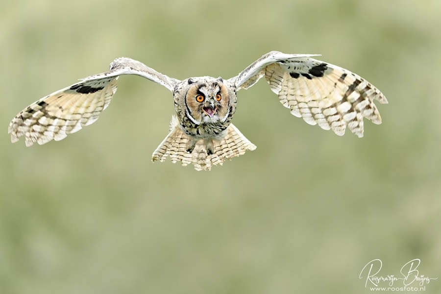 Beautiful Bird Photography By Roosmarijn Bruijns