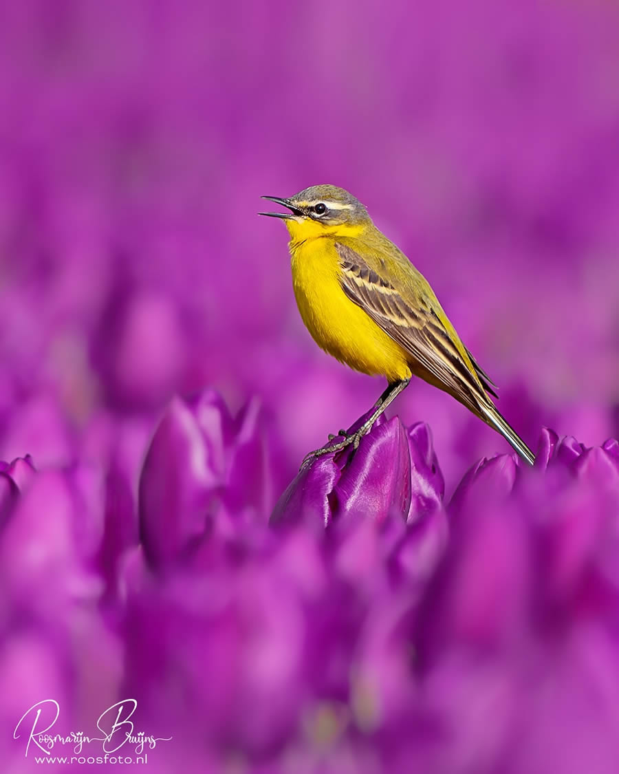 Beautiful Bird Photography By Roosmarijn Bruijns