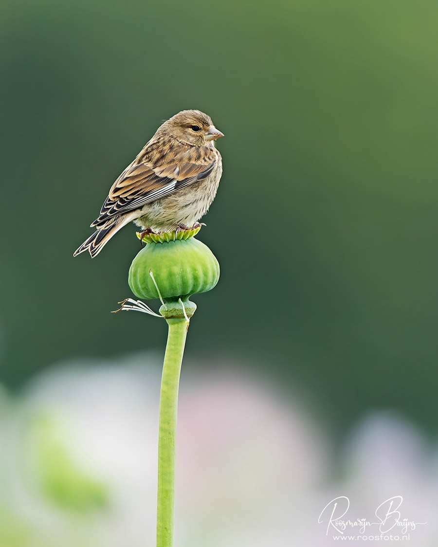 Beautiful Bird Photography By Roosmarijn Bruijns