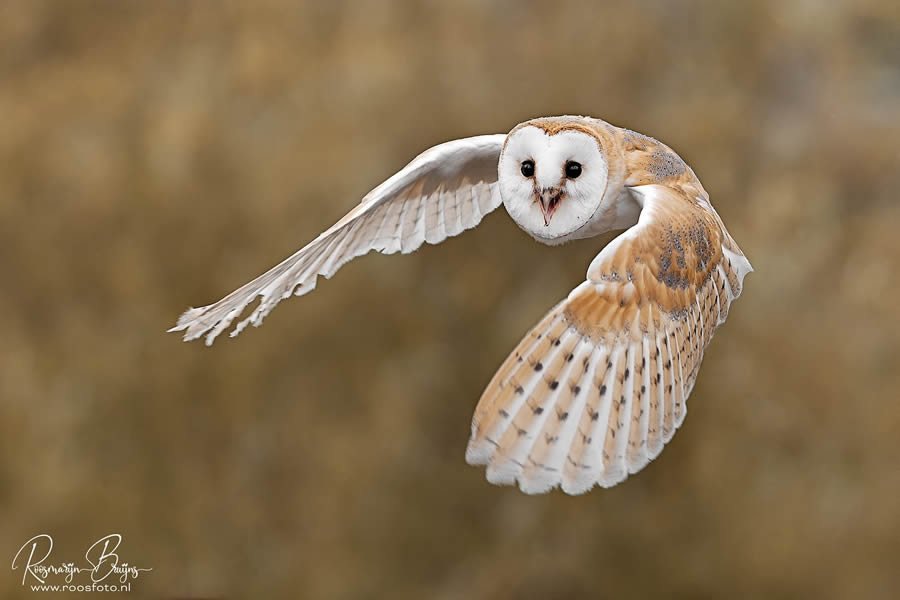 Beautiful Bird Photography By Roosmarijn Bruijns