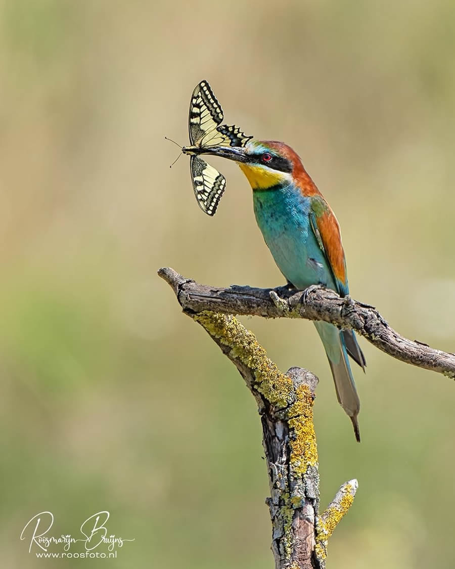 Beautiful Bird Photography By Roosmarijn Bruijns