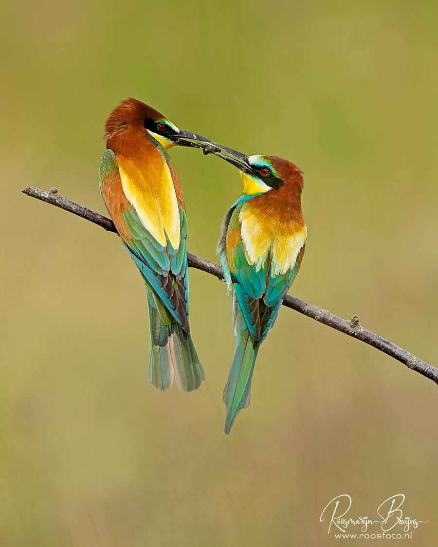 Beautiful Bird Photography By Roosmarijn Bruijns