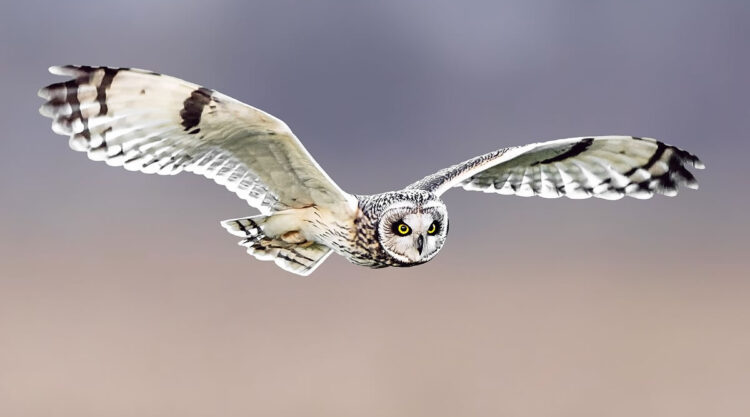 Beautiful Bird Photography By Roosmarijn Bruijns