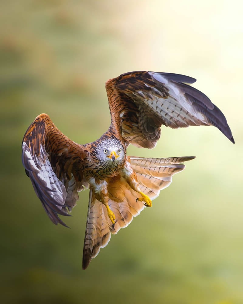 Stunning Bird Photography By Samuel Hazell