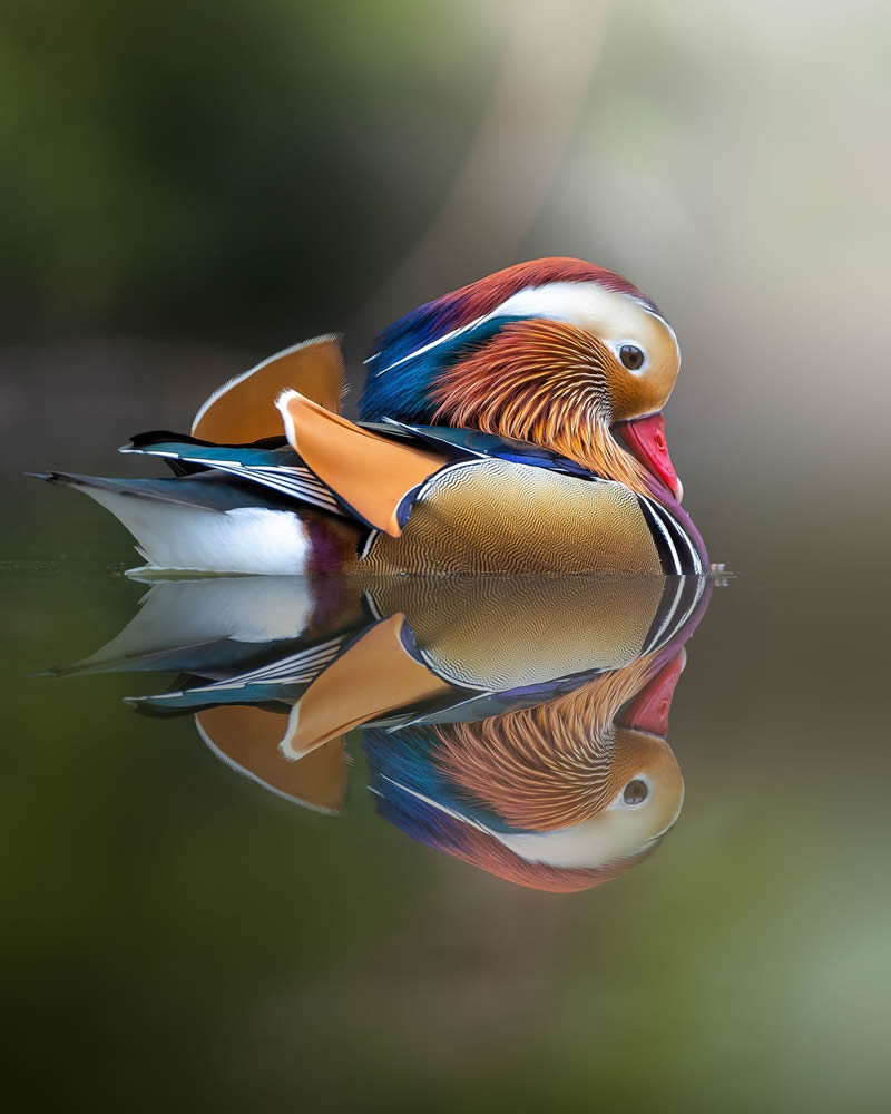 Stunning Bird Photography By Samuel Hazell