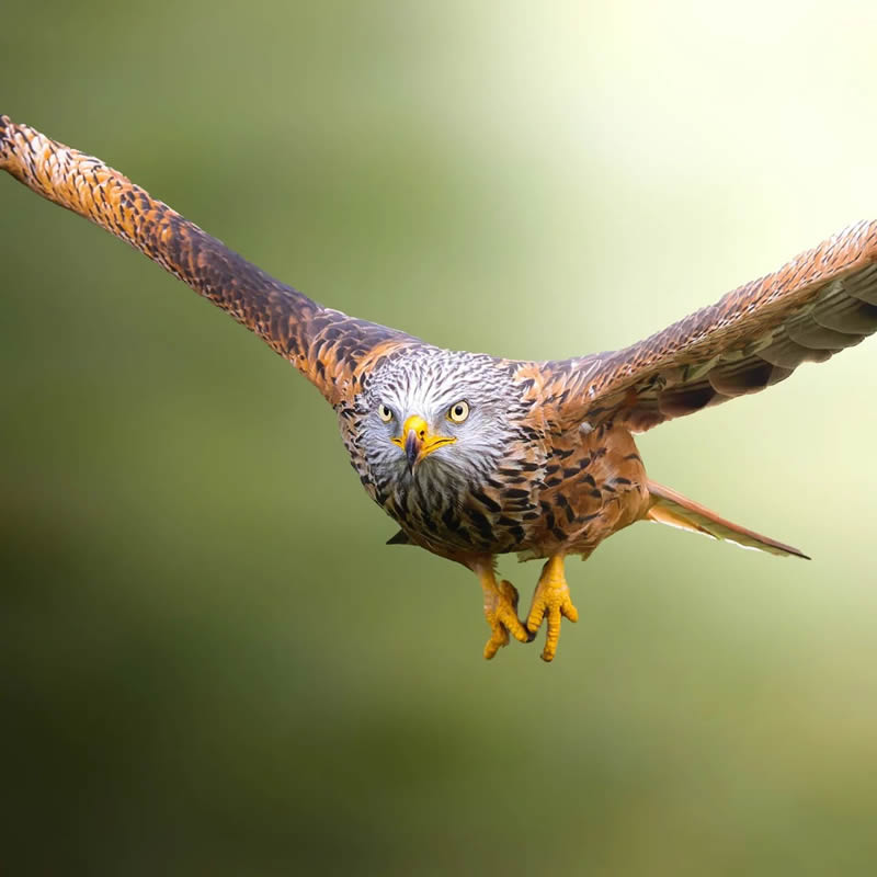 Stunning Bird Photography By Samuel Hazell