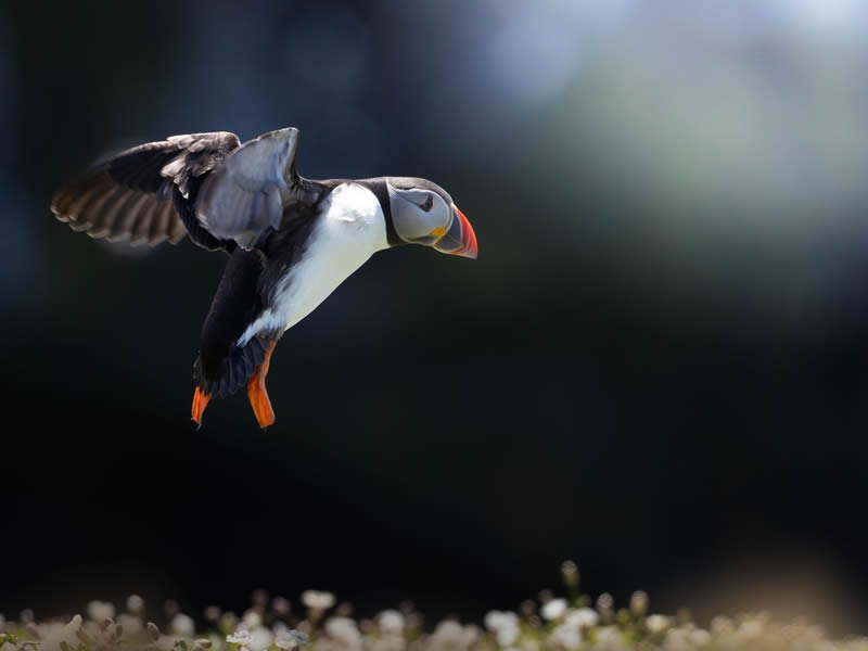 Stunning Bird Photography By Samuel Hazell