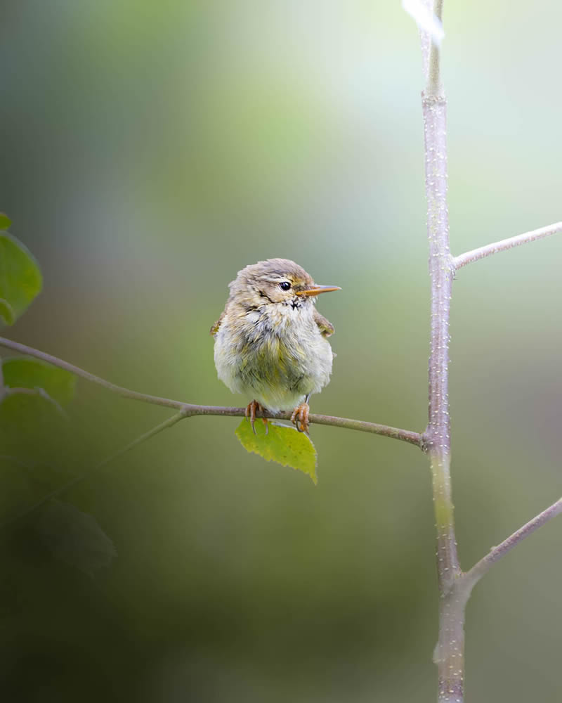 Stunning Bird Photography By Samuel Hazell