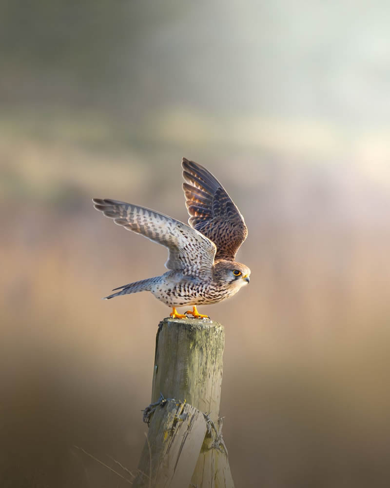 Stunning Bird Photography By Samuel Hazell