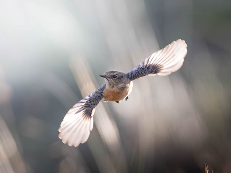 Stunning Bird Photography By Samuel Hazell