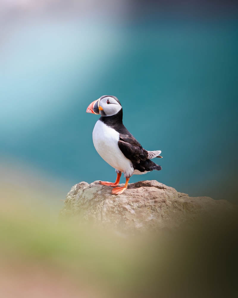 Stunning Bird Photography By Samuel Hazell