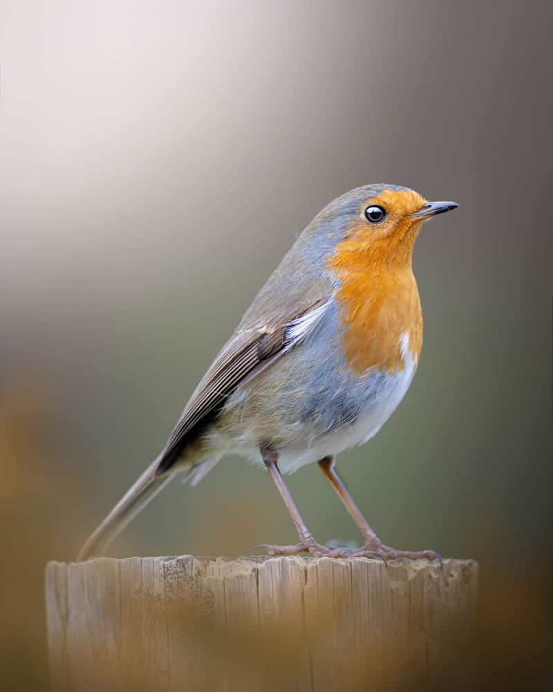 Stunning Bird Photography By Samuel Hazell