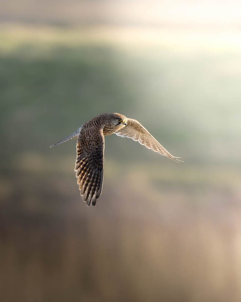 Stunning Bird Photography By Samuel Hazell