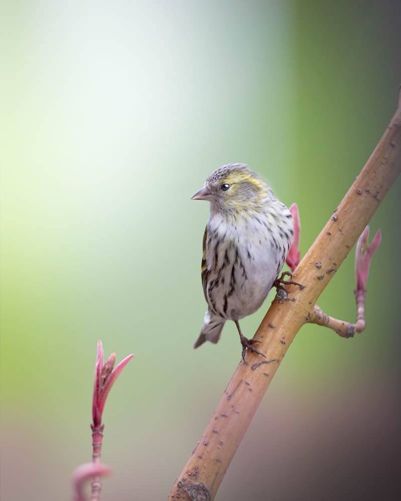 Stunning Bird Photography By Samuel Hazell