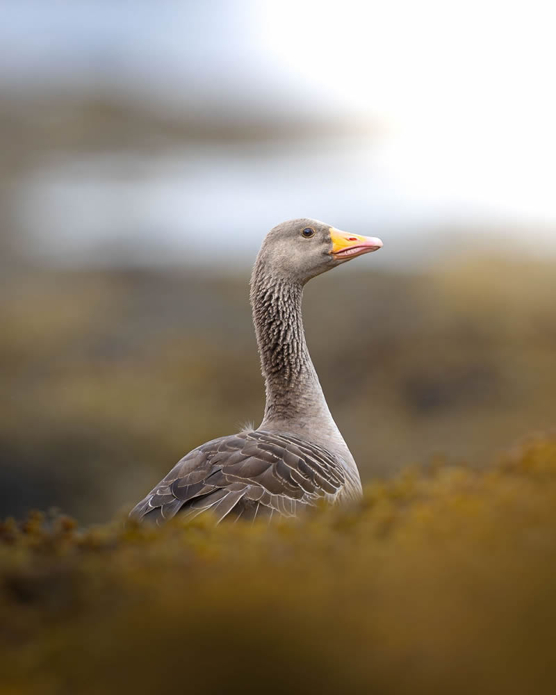 Stunning Bird Photography By Samuel Hazell