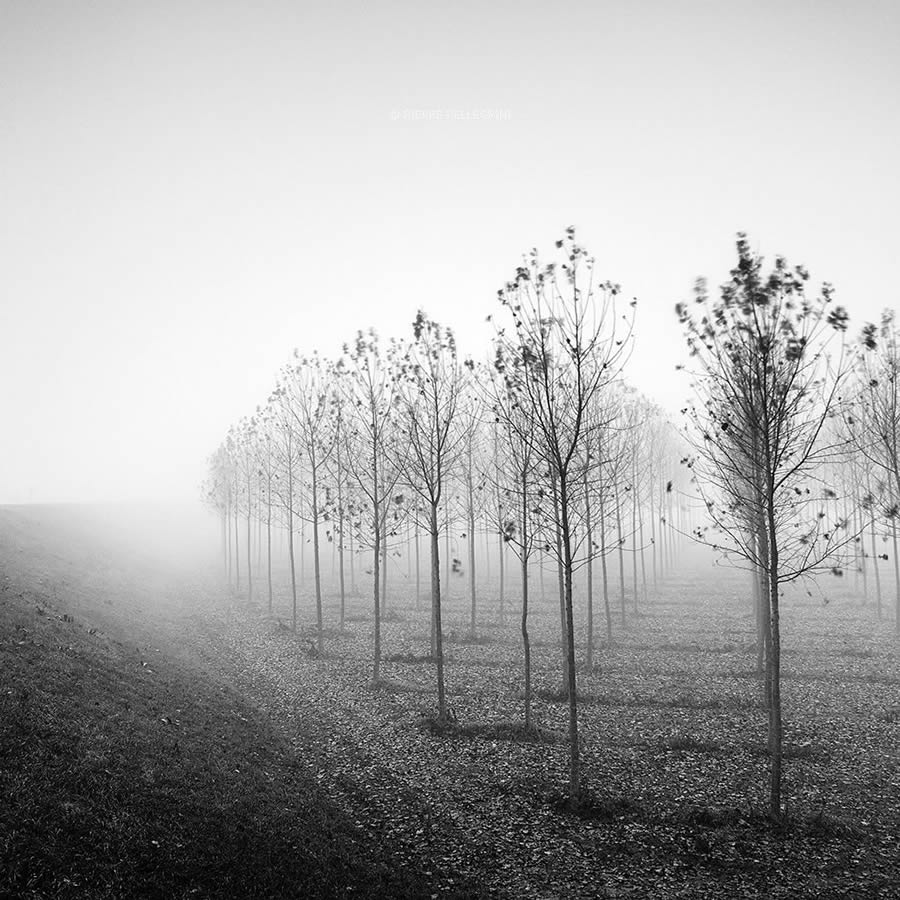 Beauty Of Trees In Black And White By Pierre Pellegrini