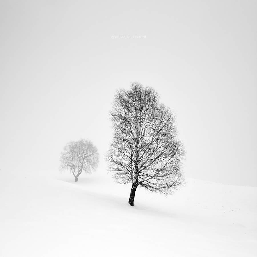 Beauty Of Trees In Black And White By Pierre Pellegrini