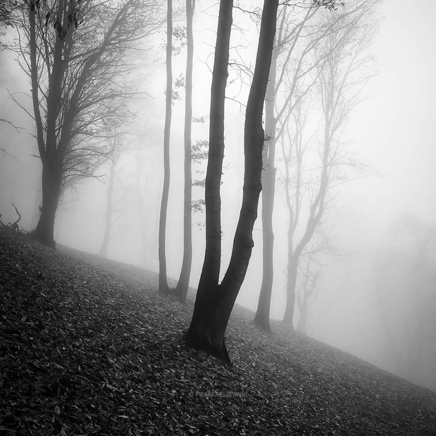 Beauty Of Trees In Black And White By Pierre Pellegrini