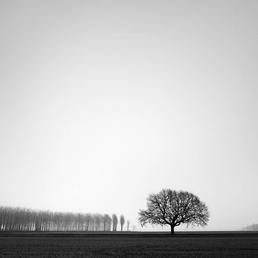 Beauty Of Trees In Black And White By Pierre Pellegrini