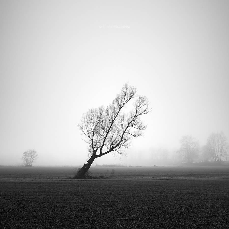 Beauty Of Trees In Black And White By Pierre Pellegrini