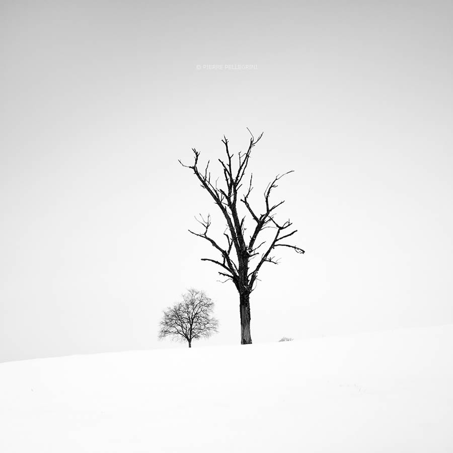 Beauty Of Trees In Black And White By Pierre Pellegrini