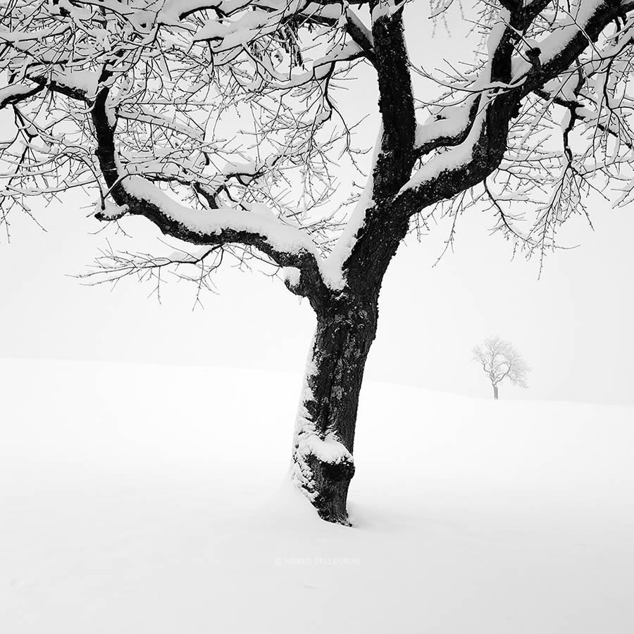 Beauty Of Trees In Black And White By Pierre Pellegrini