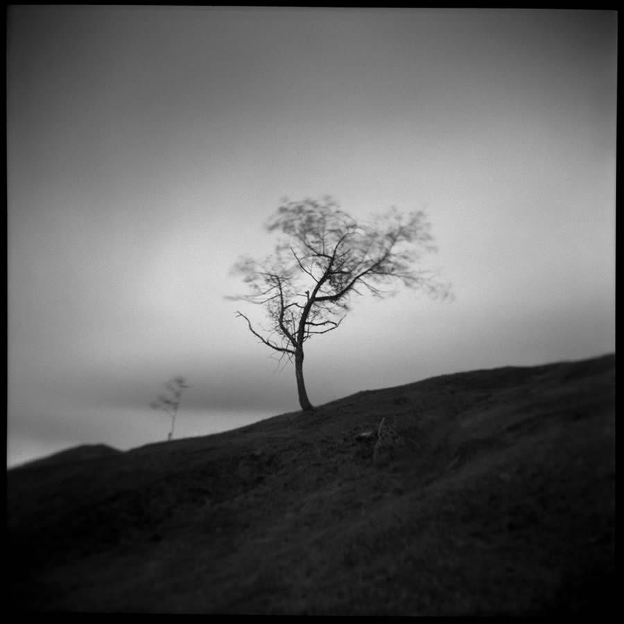 Beauty Of Trees In Black And White By Pierre Pellegrini