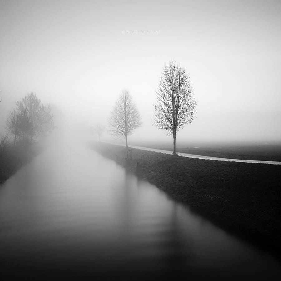 Beauty Of Trees In Black And White By Pierre Pellegrini