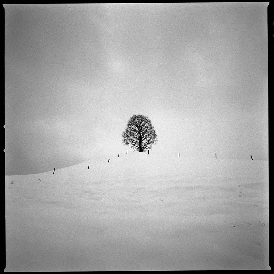 Beauty Of Trees In Black And White By Pierre Pellegrini