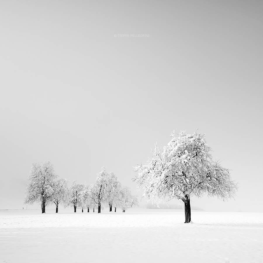 Beauty Of Trees In Black And White By Pierre Pellegrini