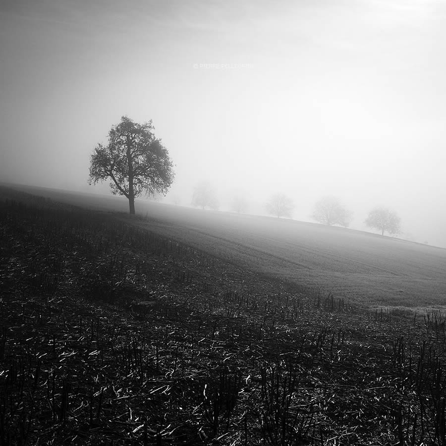 Beauty Of Trees In Black And White By Pierre Pellegrini