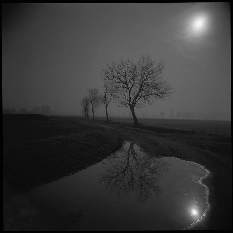 Beauty Of Trees In Black And White By Pierre Pellegrini