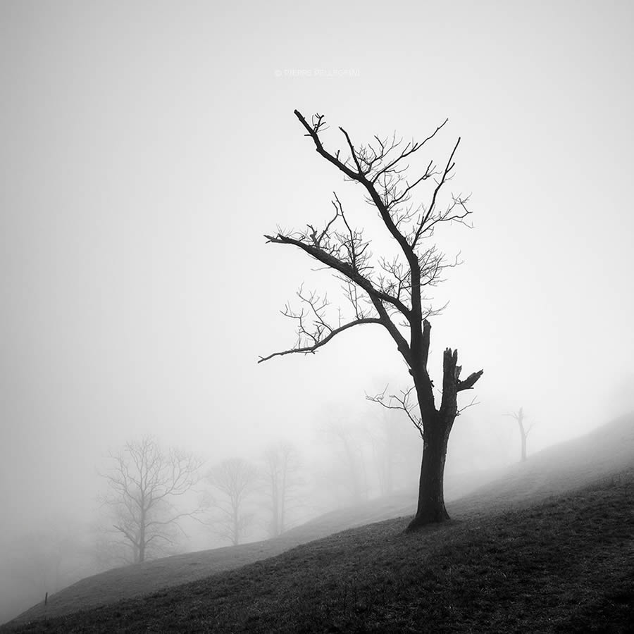 Beauty Of Trees In Black And White By Pierre Pellegrini