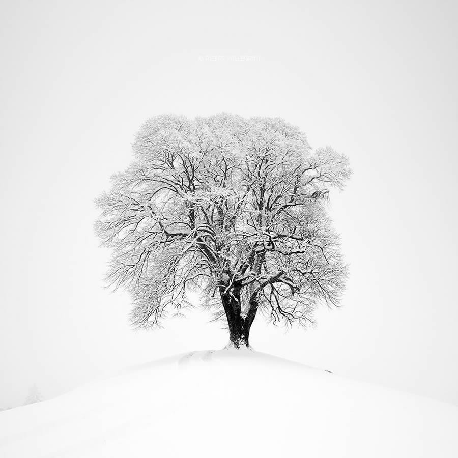 Beauty Of Trees In Black And White By Pierre Pellegrini