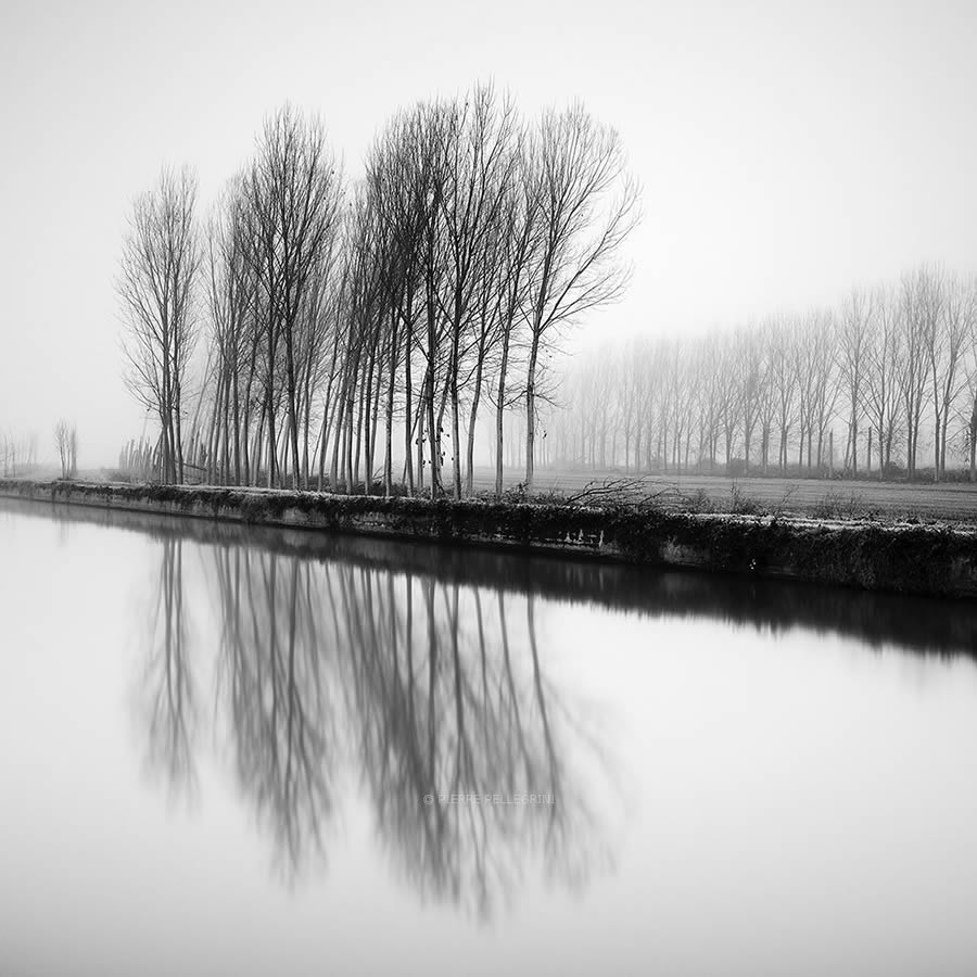 Beauty Of Trees In Black And White By Pierre Pellegrini