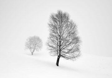 Beauty Of Trees In Black And White By Pierre Pellegrini