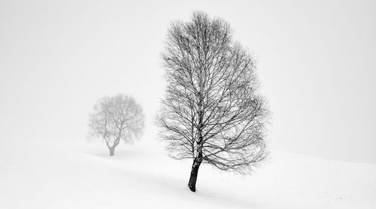 Beauty Of Trees In Black And White By Pierre Pellegrini