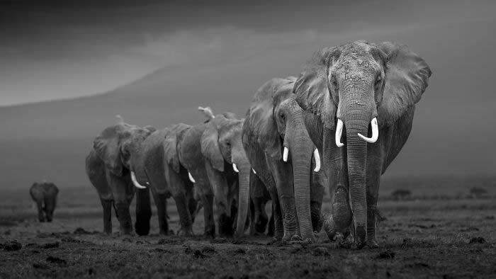 Black and White Wildlife Photography By Johan Siggesson